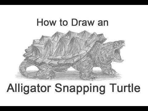 480x360 How To Draw An Alligator Snapping Turtle - Snapping Turtle Sketch