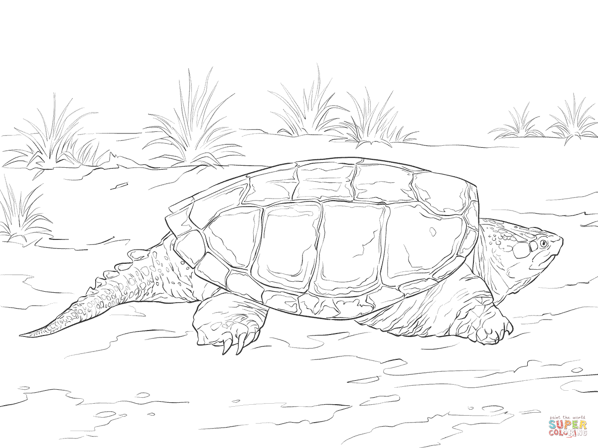 1200x900 Realistic Common Snapping Turtle Coloring - Snapping Turtle Sketch