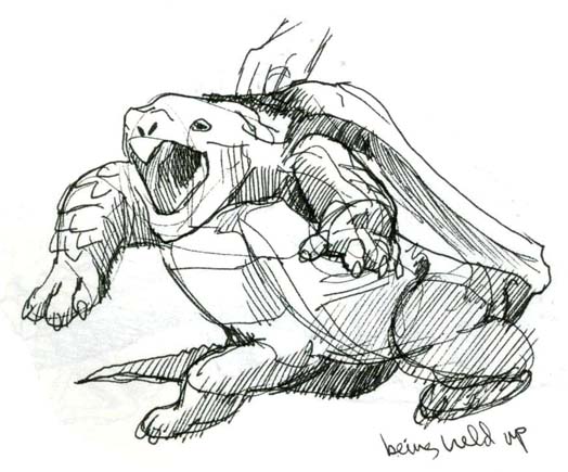 524x435 Snapping Turtle Drawing For Kids - Snapping Turtle Sketch