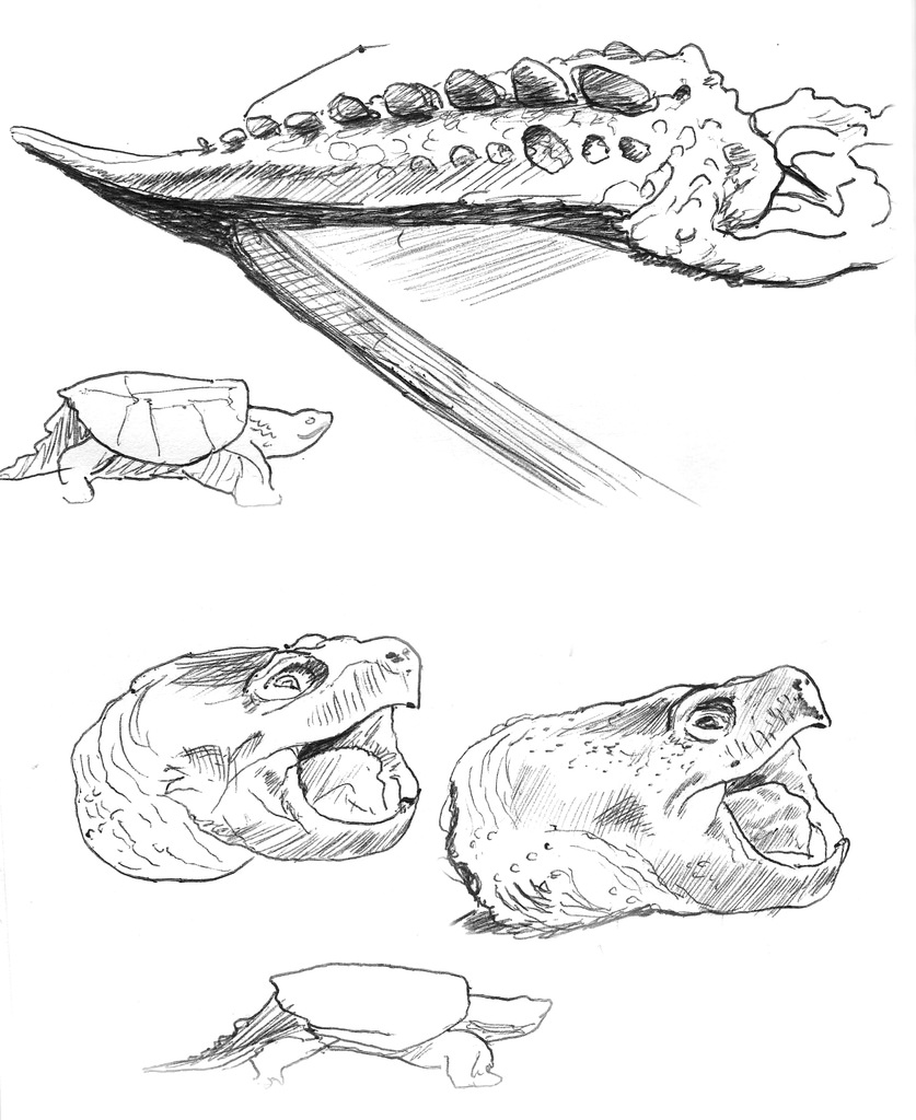 837x1024 Snapping Turtle Parts About 20 Years Ago, My Dad Caught A - Snapping Turtle Sketch
