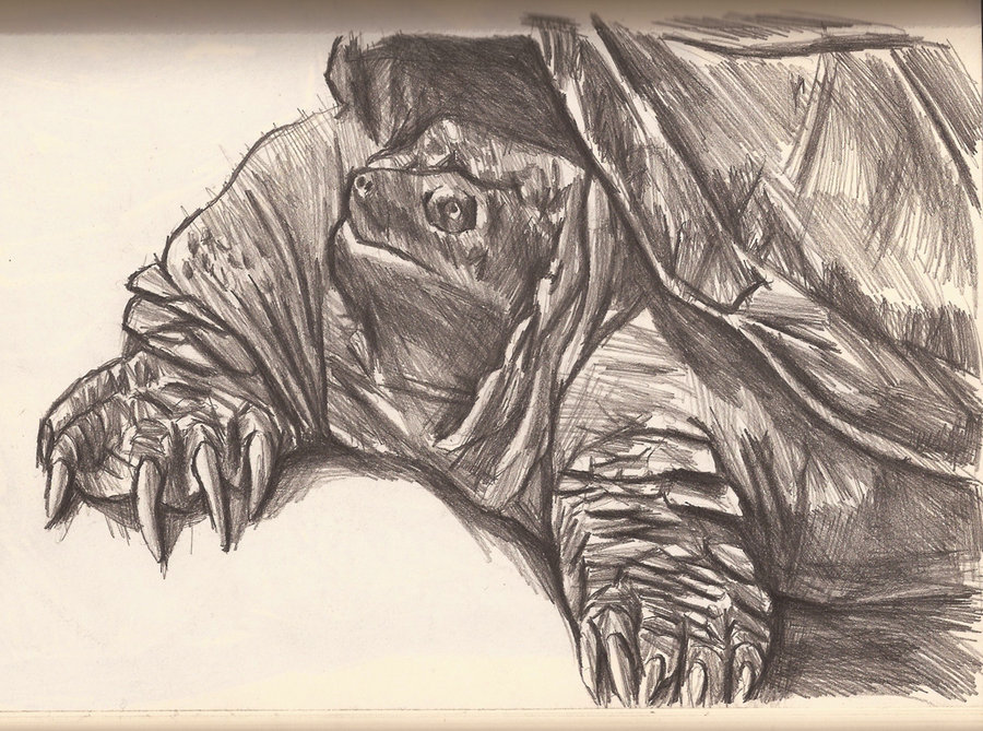 Snapping Turtle Sketch at PaintingValley.com | Explore collection of ...