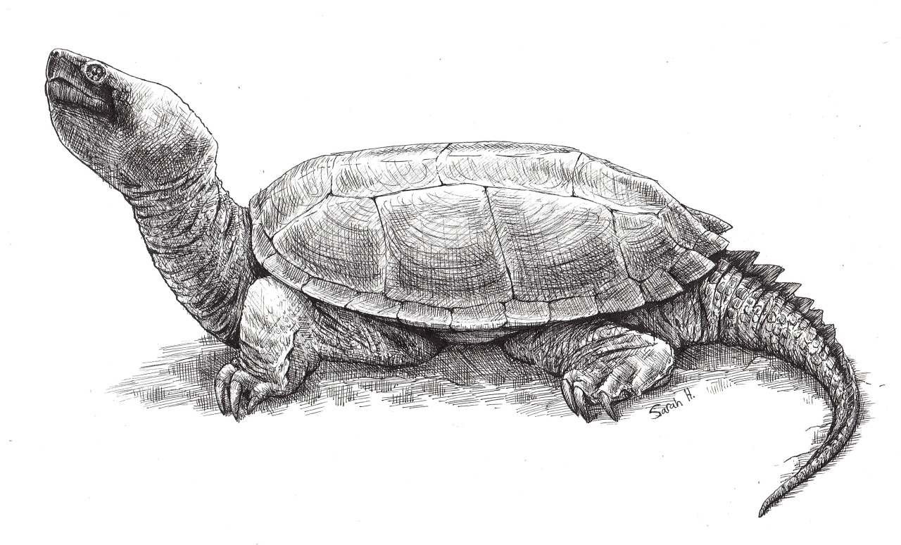 Turtle draw