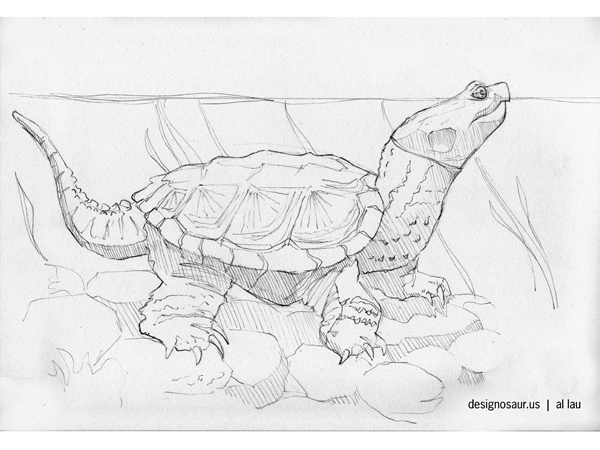 600x450 Drawing Snapping Turtle Blog.designosaur.us - Snapping Turtle Sketch