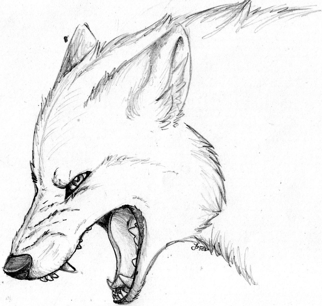 Collection Of Snarling Fox Drawing High Quality, Free - Snarling Wolf Sketc...