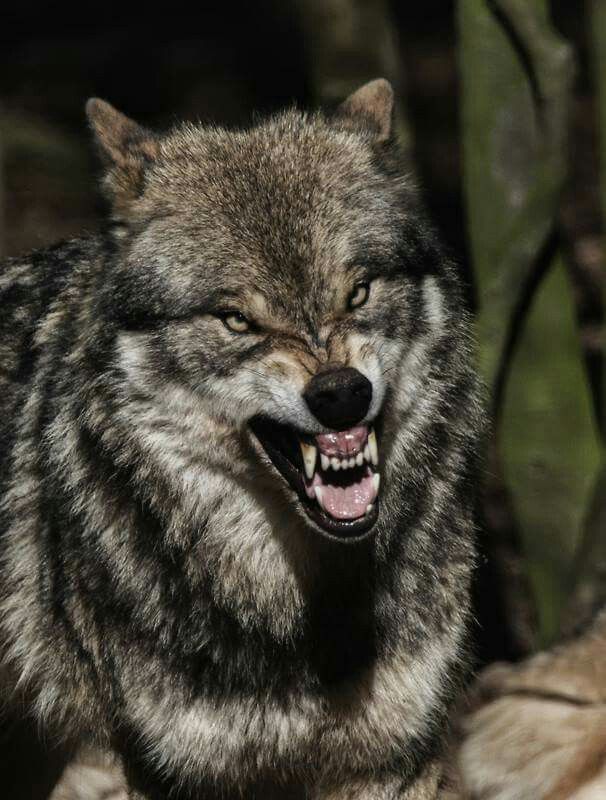 606x800 Photos Snarling Wolves, - Snarling Wolf Sketch