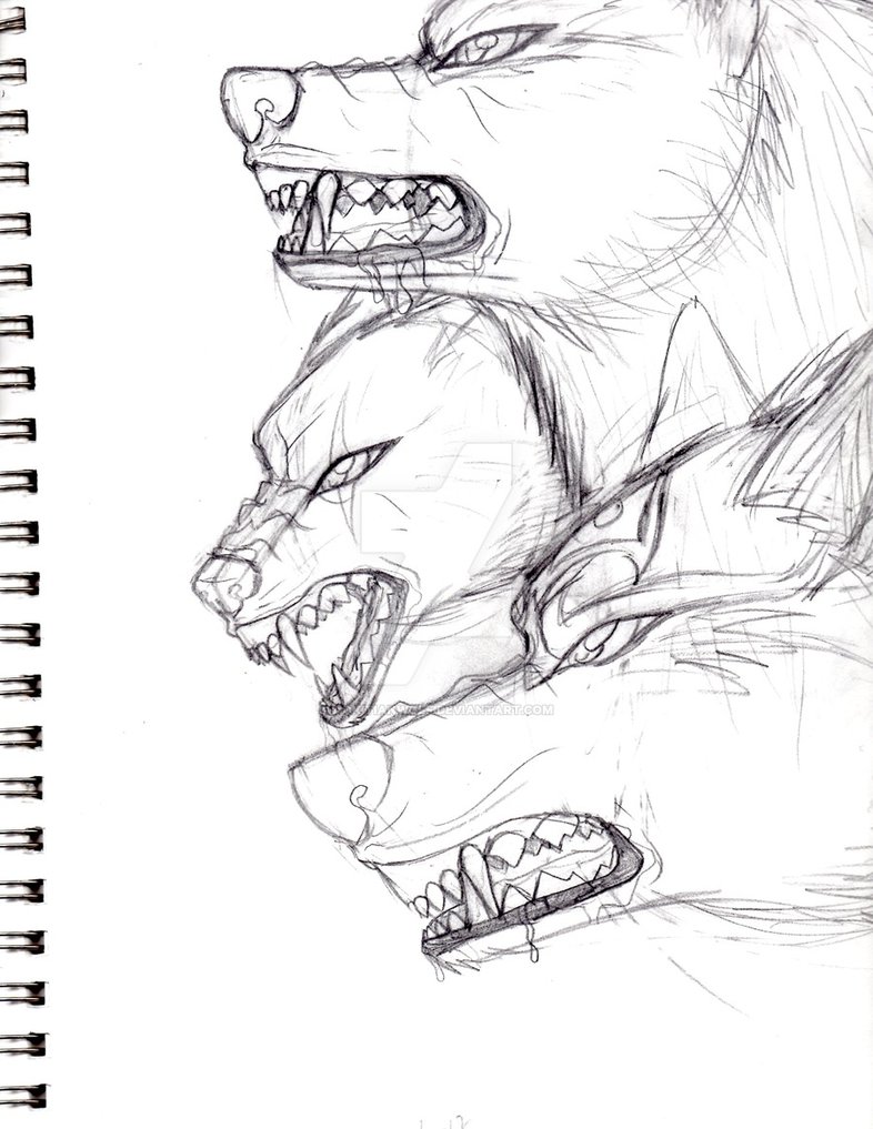 786x1017 Sketch - Snarling Wolf Sketch
