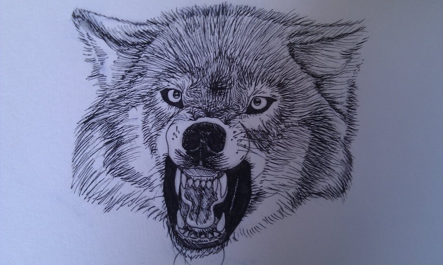 900x539 Snarling Wolf By Indiwolfonline - Snarling Wolf Sketch