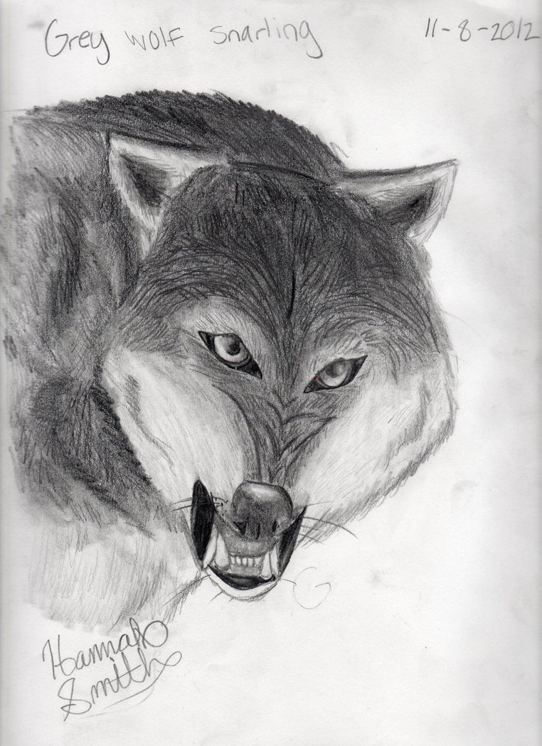 762x1049 Snarling Wolf Sketch By Hannahtheartistic - Snarling Wolf Sketch