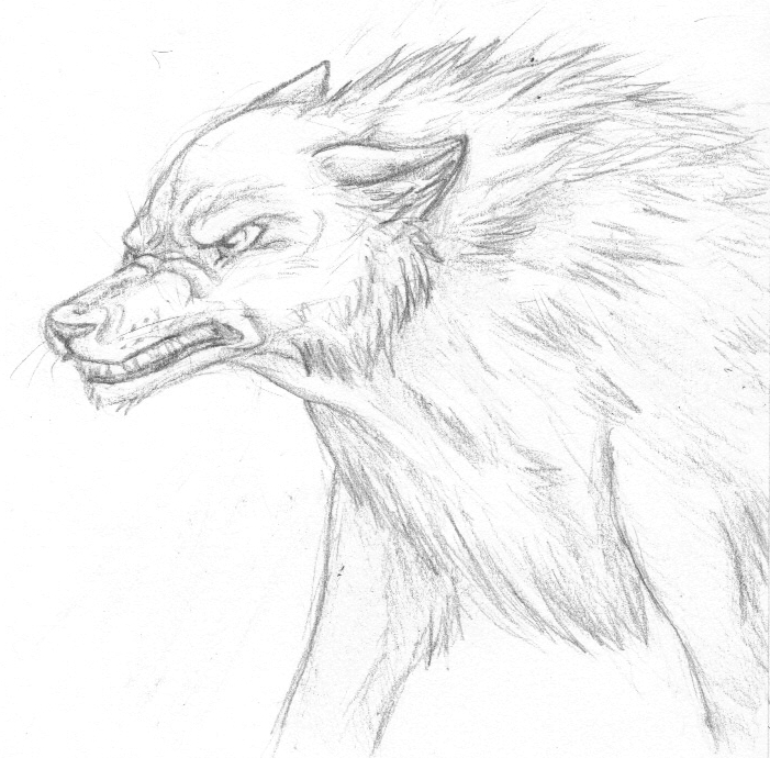 701x690 Snarling Wolf Sketch By Orxlen - Snarling Wolf Sketch
