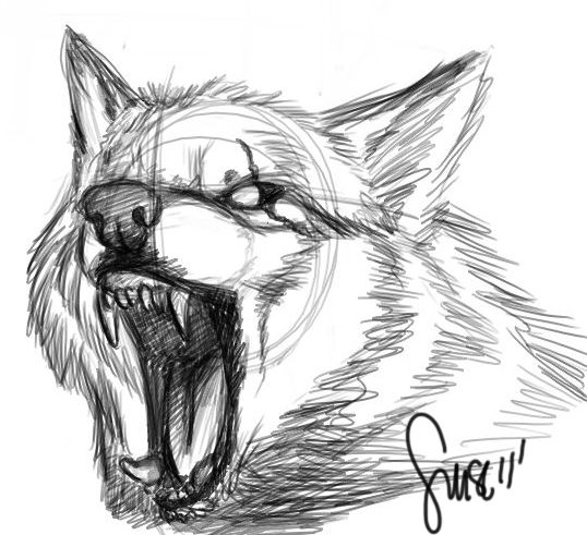 538x491 Wolf Growl Sketch By On @ - Snarling Wolf Sketch