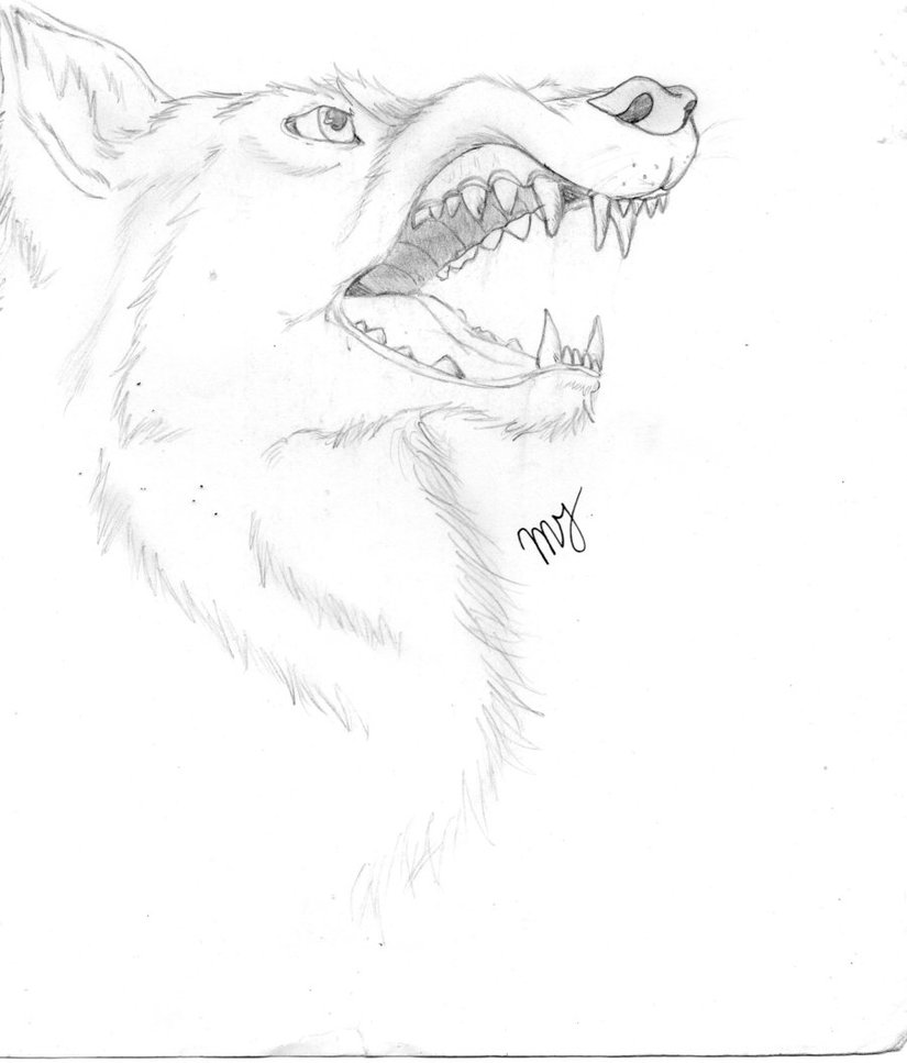 825x967 Pencil Snarling Wolf Sketch By Suenta Deathgod - Snarling Wolf Sketch