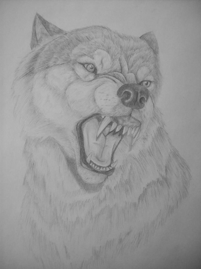 687x917 Snarling Wolf Gray And White Drawing - Snarling Wolf Sketch
