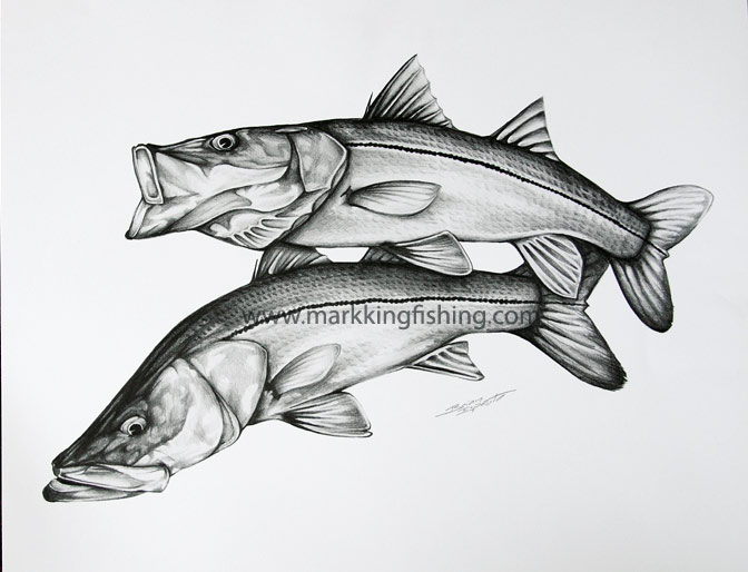 672x514 Fishing Tackle And Gear For Sale - Snook Sketch