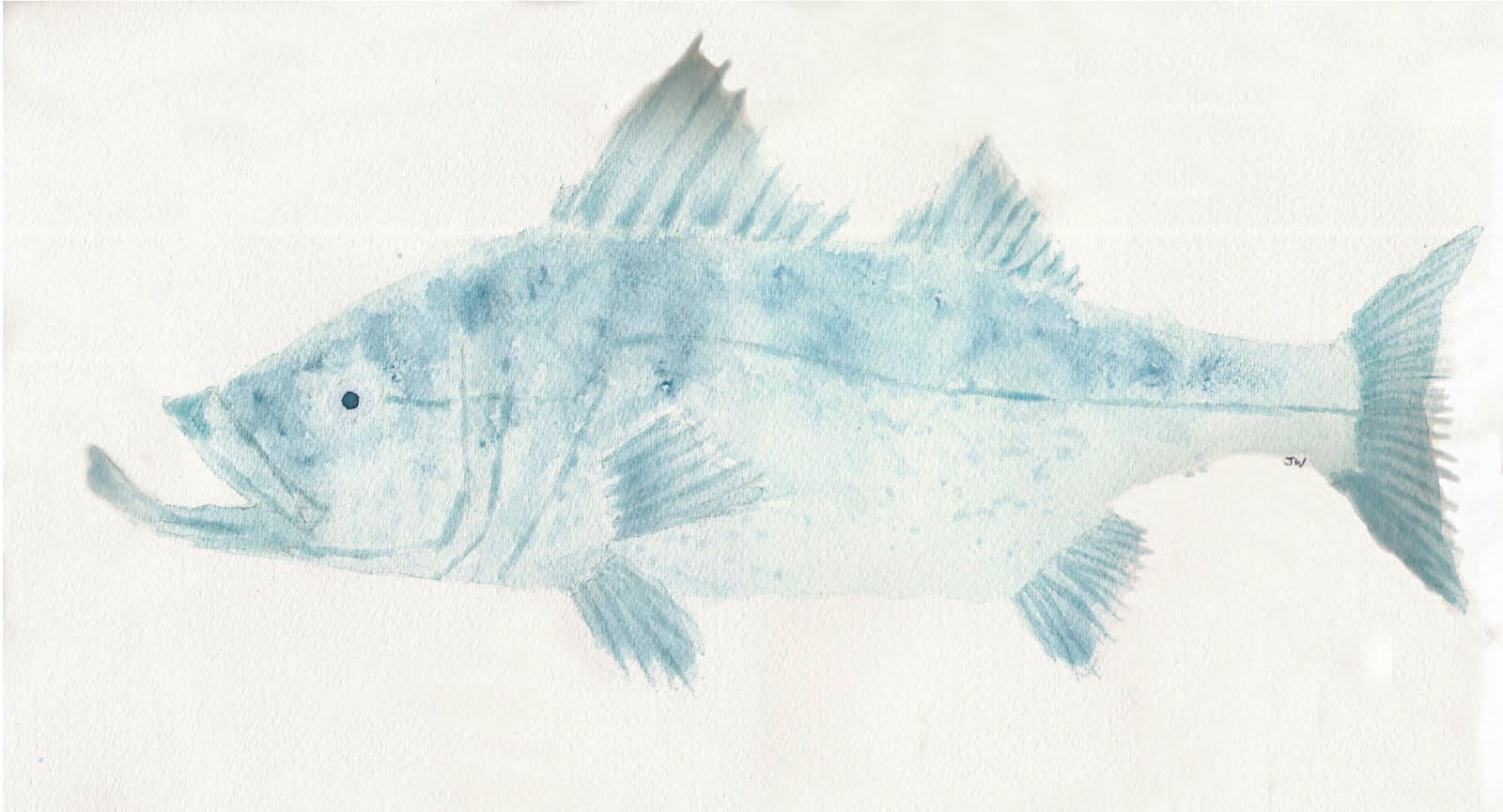 1600x865 Pescadotes Snook - Snook Sketch