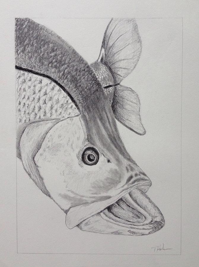 671x900 Snook Drawing By Tony Holm - Snook Sketch