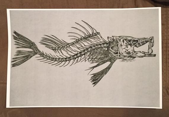 570x394 Snook Skeleton Art Print Etsy - Snook Sketch