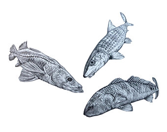 340x270 Snook Drawing Etsy - Snook Sketch