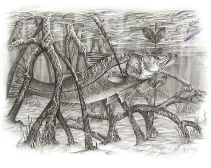 421x336 Snook Drawing Drawing Art - Snook Sketch