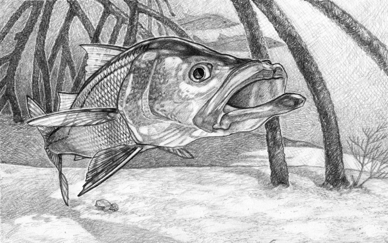 800x501 Tightlines Fishing Charters, The Best Fishing Team In The Waters - Snook Sketch