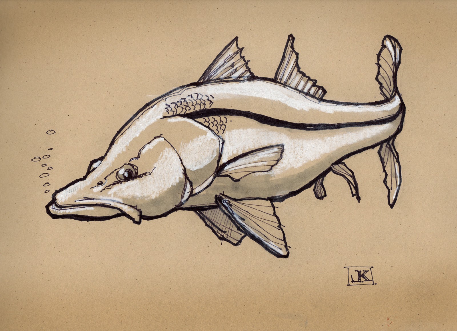 1600x1159 Drawing Flies 365 Drawing Fish 52 44 Snook - Snook Sketch