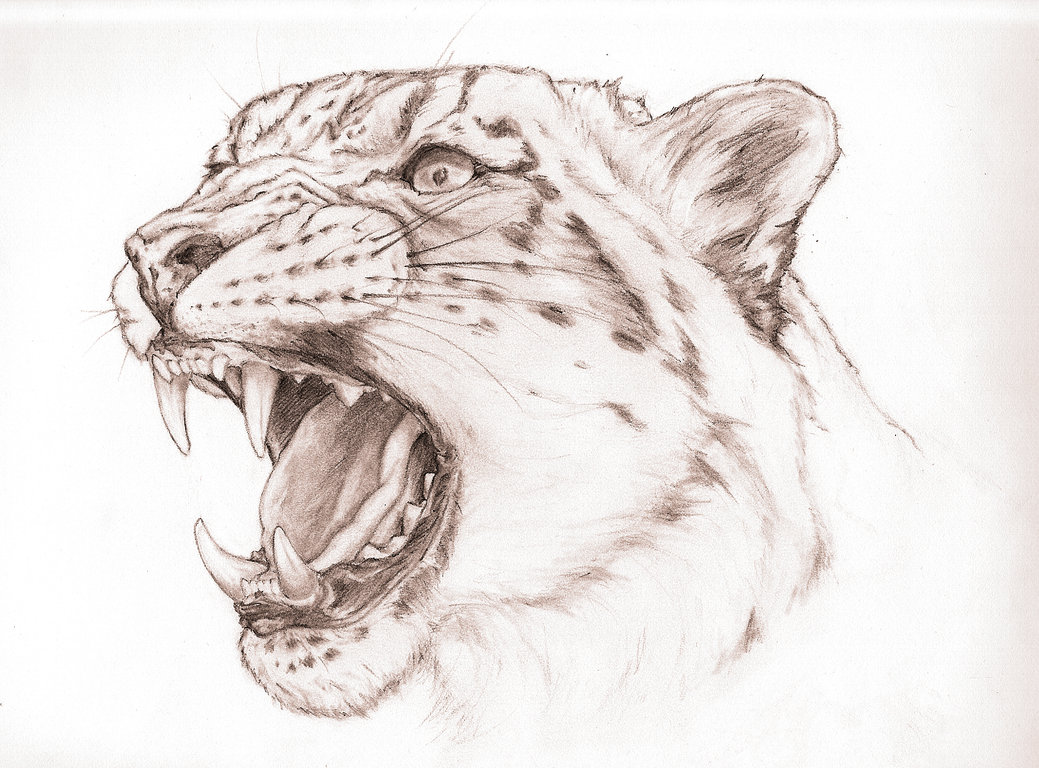 1039x768 Image - Snow Leopard Sketch