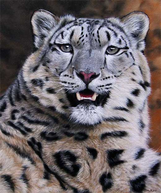 520x624 Index Of Misc Imageson Easelsnow Leopard Painting Ebay - Snow Leopard Sketch