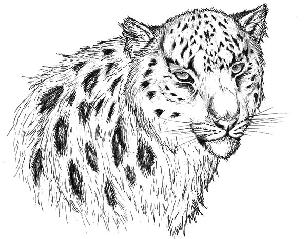 600x466 Pencil Sketch Snow Leopard Coloring Pages Batch Coloring - Snow Leopard Sketch