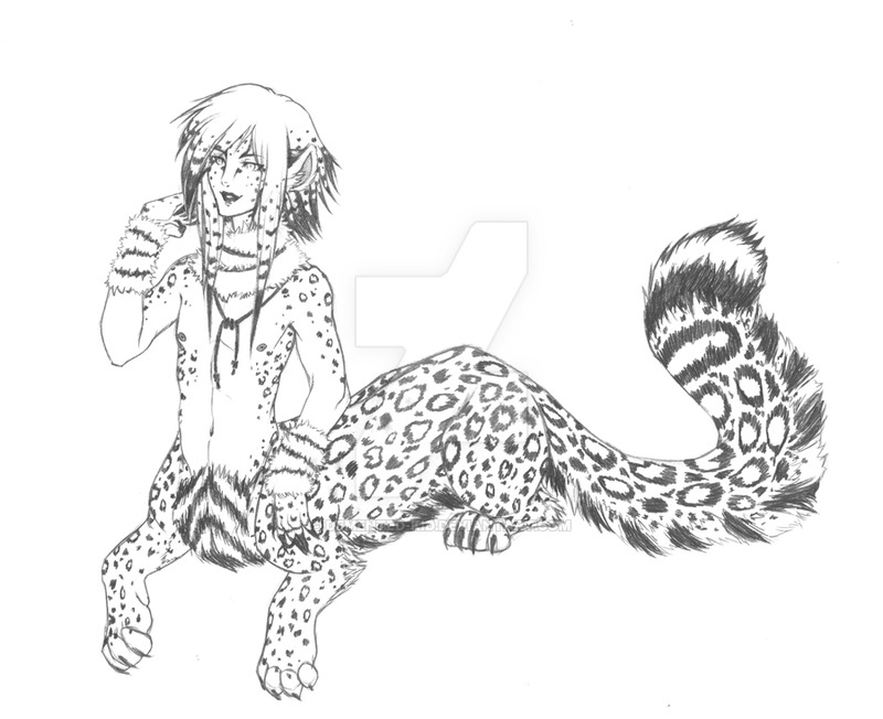 800x652 Sketch - Snow Leopard Sketch