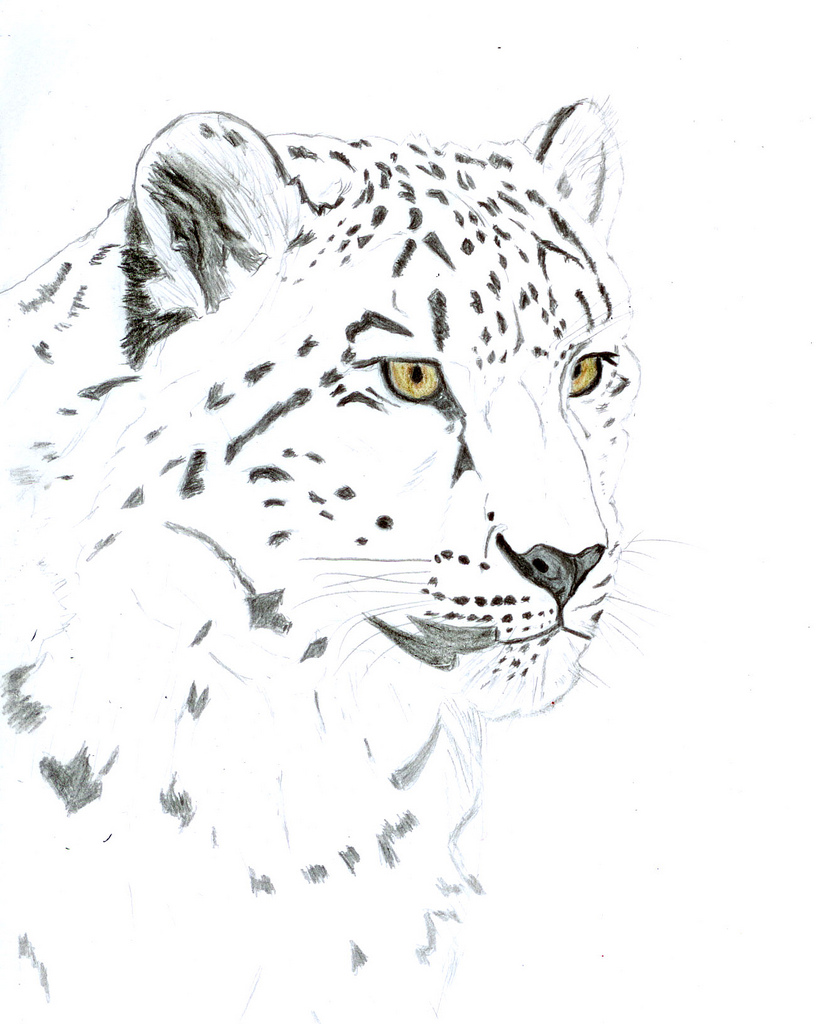 820x1024 Snow Leopard, Sketch Pencil On Paper, 15x20 Cm Ludmila - Snow Leopard Sketch