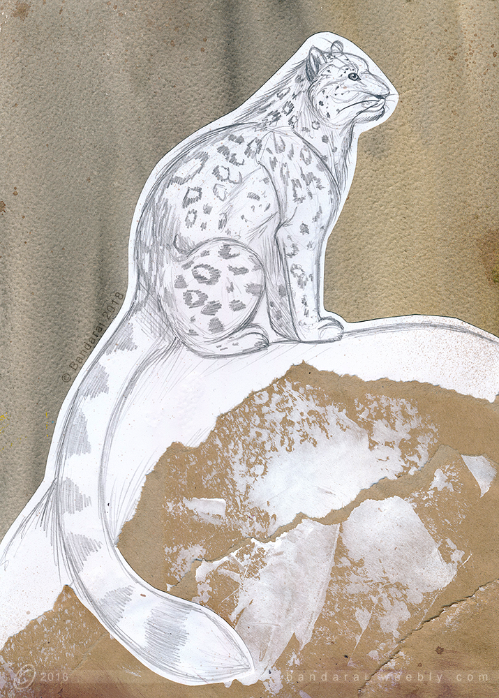 715x1000 Snow Leopard Sketch By Dakarai - Snow Leopard Sketch