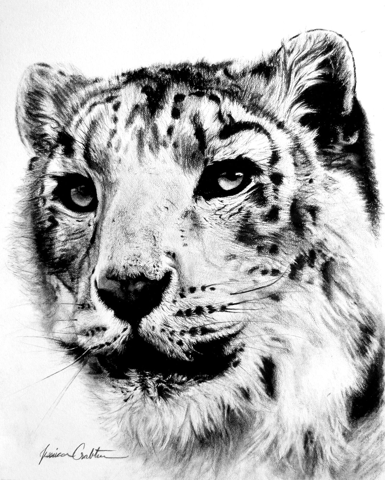 1284x1600 Snow Leopard Sketch By Jessica Crabtree Fineart. - Snow Leopard Sketch