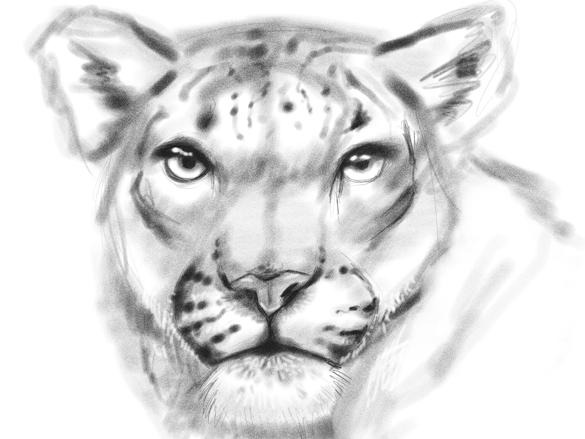 1200x900 Snow Leopard Sketch On Behance - Snow Leopard Sketch