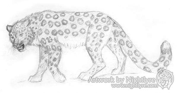 600x314 Snow Leopard Sketch - Snow Leopard Sketch