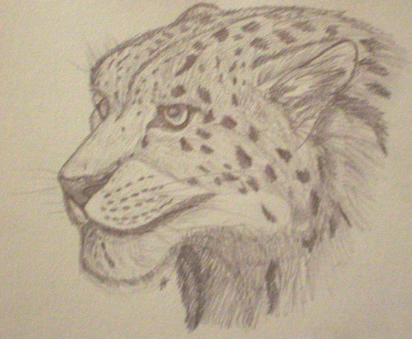 600x494 Snow Leopard Face Sketch By Firekougra15 - Snow Leopard Sketch