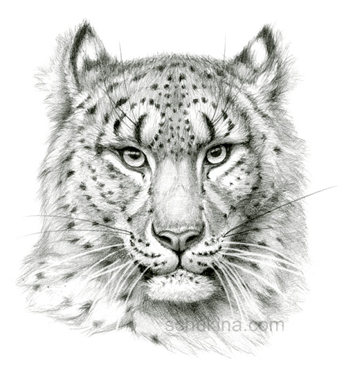 500x563 Snow Leopard Sketch Portrait By Sschukina - Snow Leopard Sketch