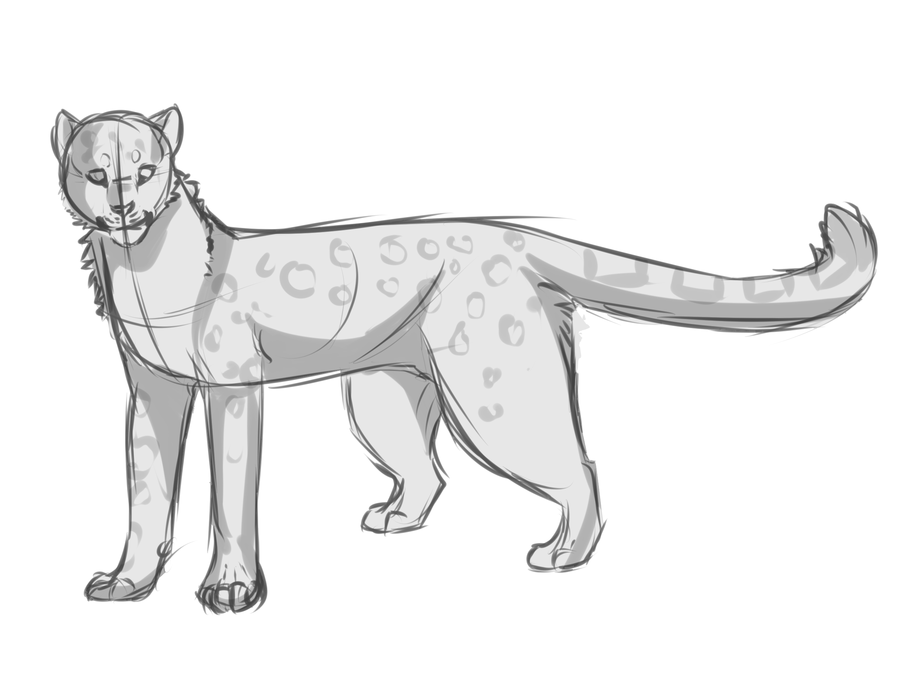 900x675 Snow Leopard Sketch Commission By Capukat - Snow Leopard Sketch