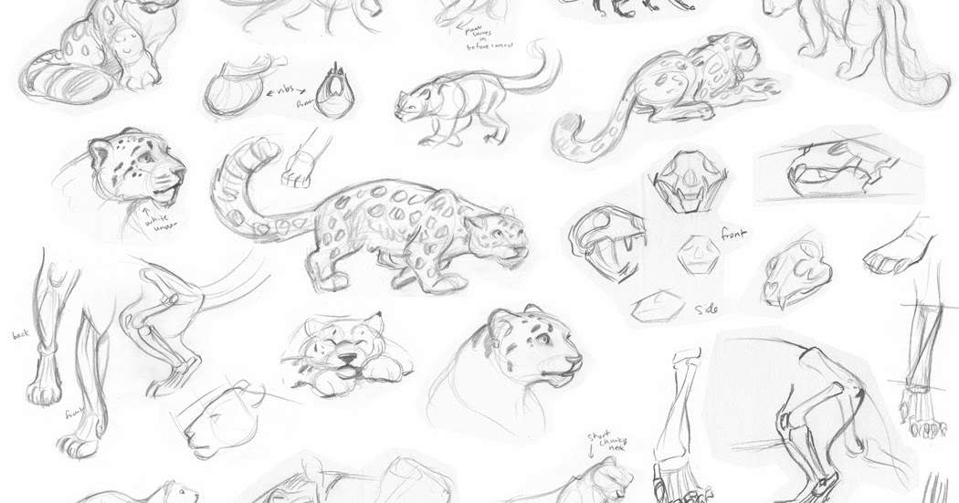 1050x551 Tina Nawrocki - Snow Leopard Sketch