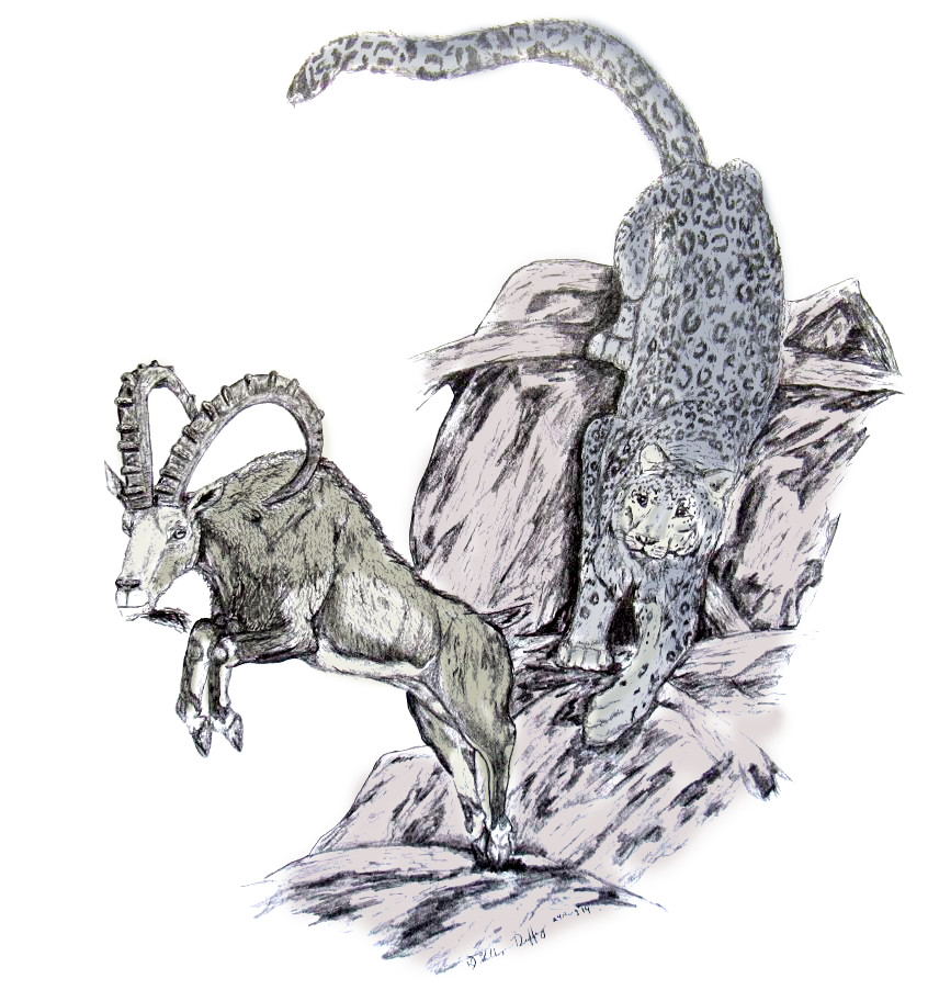 846x902 Snow Leopard Ibix Predation Sketch Katey Duffy - Snow Leopard Sketch