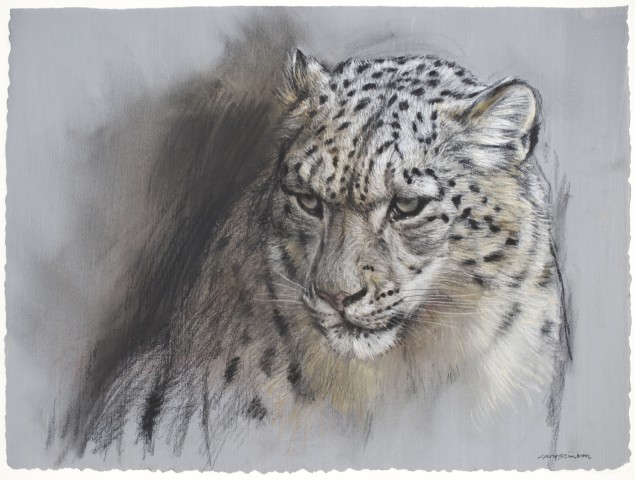 635x480 Gary Stinton, Snow Leopard Sketch Jonathan Cooper - Snow Leopard Sketch