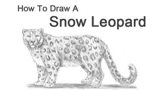 320x180 How To Draw A Snow Leopard - Snow Leopard Sketch