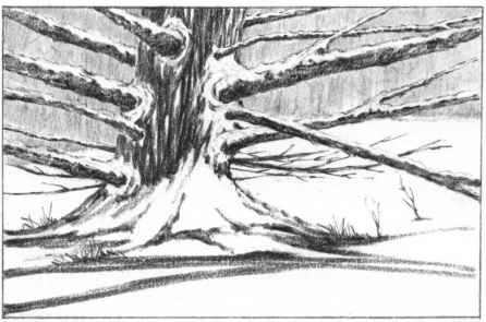 446x295 Techniques For Showing Heavy Snow - Snow Tree Sketch