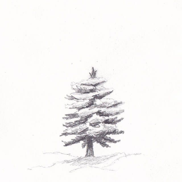 640x640 Tiny Tree - Snow Tree Sketch