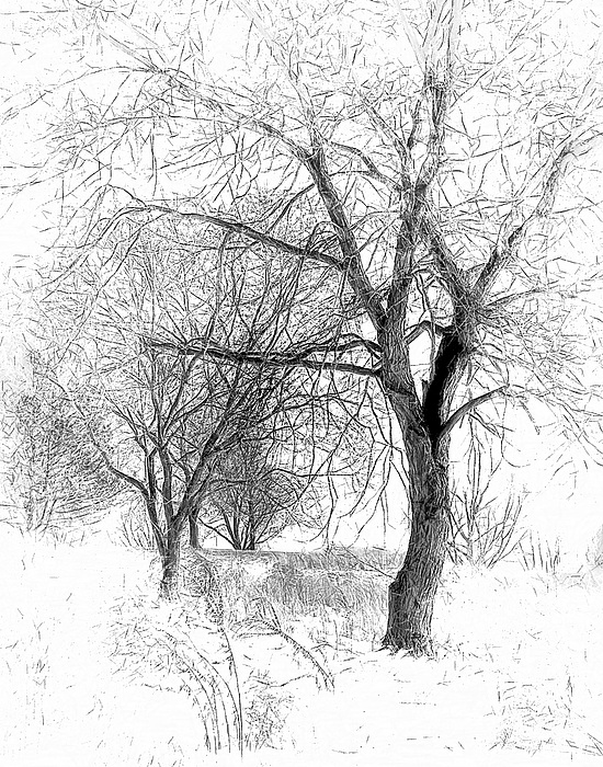 550x700 Winter Tree In Field Of Snow Sketch Digital Art By Randy Steele - Snow Tree Sketch