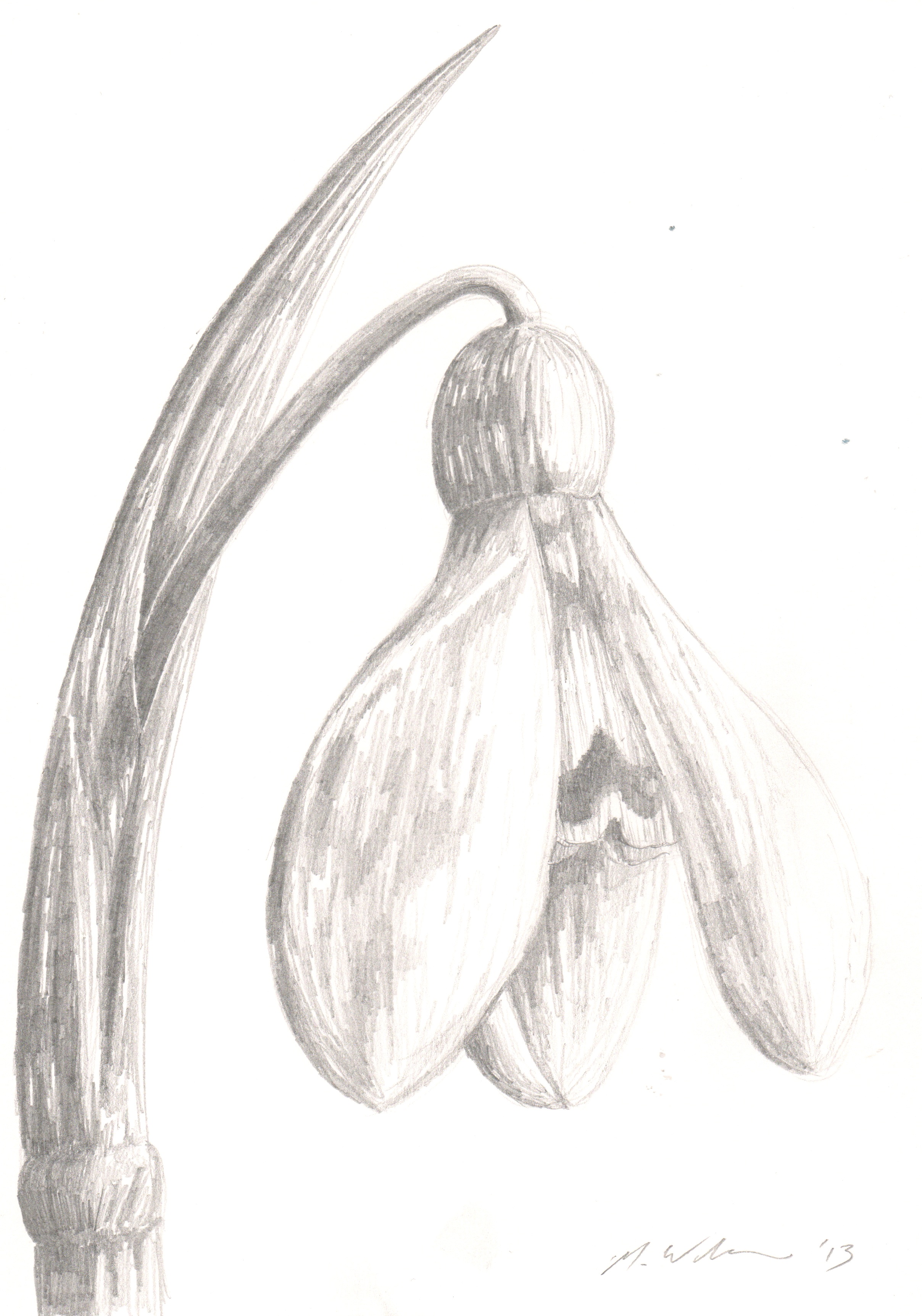2416x3450 Snowdrop Mattwilsonart - Snowdrop Sketch