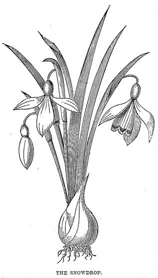 317x556 Snowdrop Drawing Parchment Drawings, Flowers And Art - Snowdrop Ske...