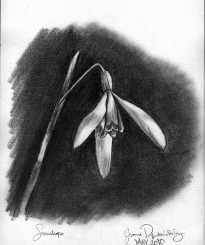 400x478 Snowdrop Sketch By Mimie8 - Snowdrop Sketch