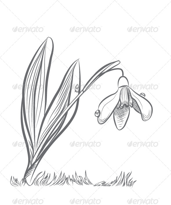 590x708 Snowdrop By Pisica Sfioasa Graphicriver - Snowdrop Sketch