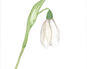 340x270 Snowdrop Painting Etsy - Snowdrop Sketch
