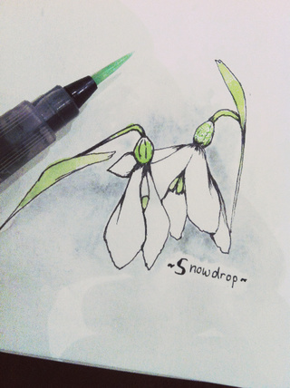 320x428 Snowdrop Drawings On Paigeeworld. Pictures Of Snowdrop - Snowdrop Sketch