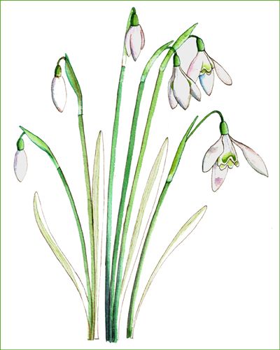 400x501 Snowdrop Sketch - Snowdrop Sketch
